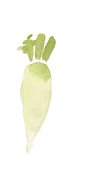 蘿蔔