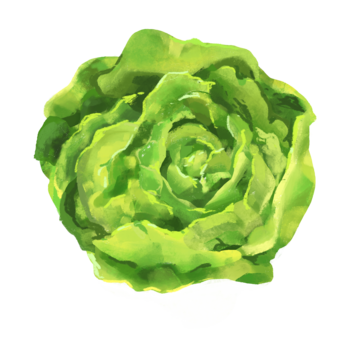 萵苣