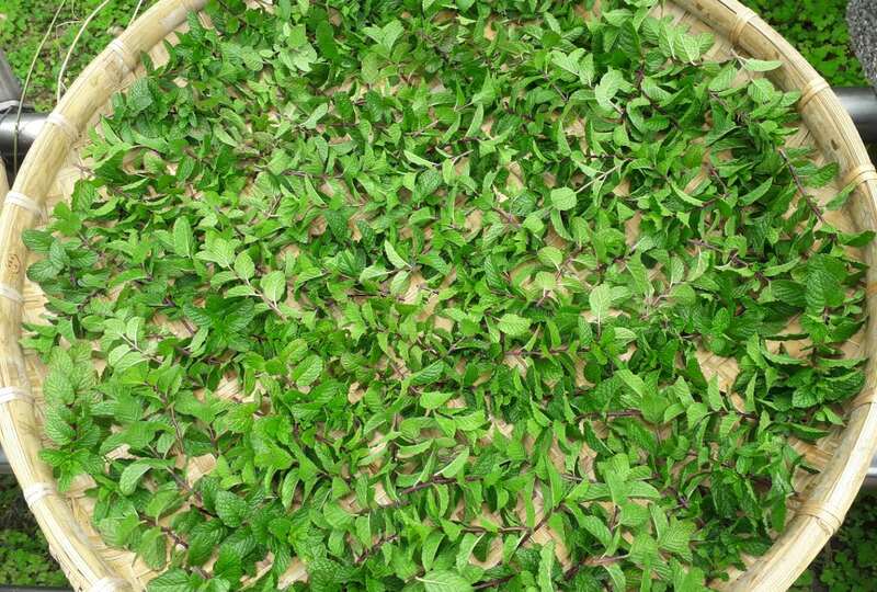 校田裡的數學課 — 一瓶香料罐的商務數學