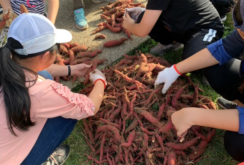 校田裡的鄉土文化課—一條地瓜學四年