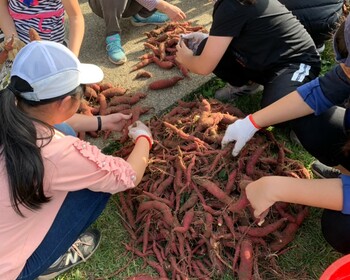 校田裡的鄉土文化課—一條地瓜學四年